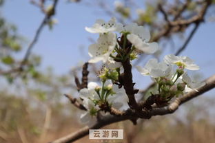 梨花落后清明的意思是什么