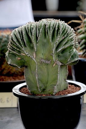 山菜饺子馅的做法大全，山菜之王