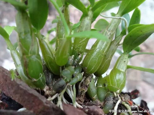 米斛有什么用，米斛石斛的功效与作用