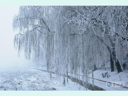 雪地里的小画家课文朗读视频，雪地里的小画家课文有几句话