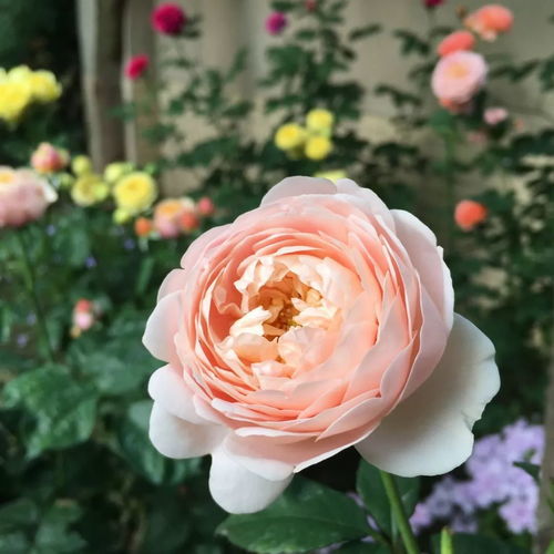 描写月季花的优美句子10个字，描写月季花的优美句子十句