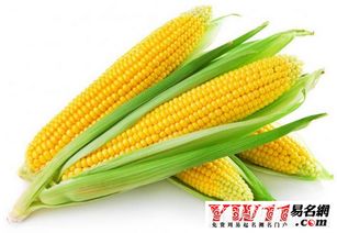 梦到玉米棒子已成熟,并且长得很大，梦到玉米地