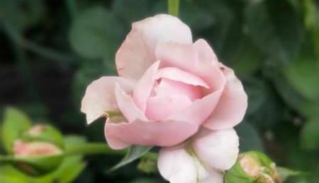 月季花唯美句子