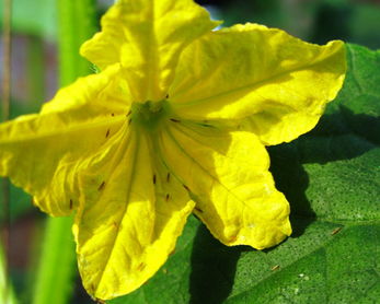 种植辣椒的时候,应该如何预防蓟马虫害呢?