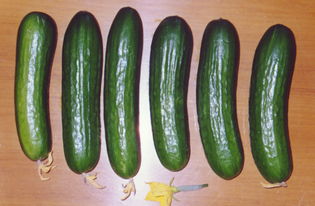 cucumber怎么读音，cucumber的发音