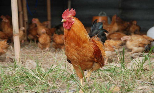 北方山上的一种鸟叫沙伴鸡,它的学名是什么