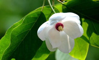什么花的花语是勤劳