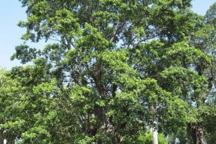 树冠是什么意思解释，树冠是什么意思解释词语