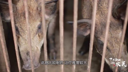 长膘是什么意思?