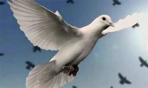 鸽子英语怎么读pigeon