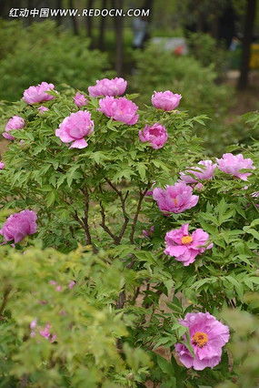 洛阳花,梁园月,好花须买,皓月须赊,中的洛阳花指什么花，洛阳花卉市场批发市场在哪里