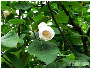 天女花的花语寓意，天女花果实能吃吗