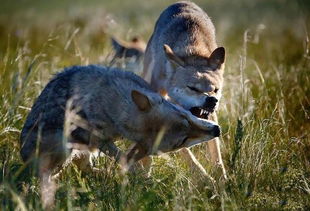 关于狼的小故事