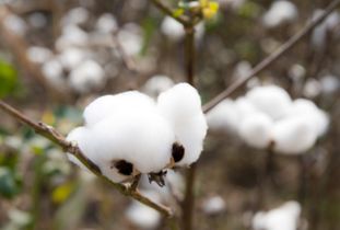 采的组词有哪些词语