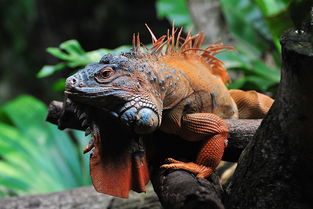 iguana是什么动物