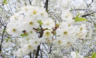 东栏梨花原文翻译及赏析