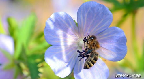 朱淑真 落花·连理枝头花正开