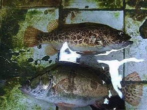 斑鳜能长多大，斑鳜鱼养殖技术