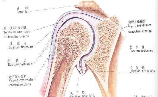 冠状面将人体分为哪两部分
