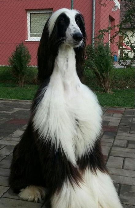阿富汗犬图片 价格多少，阿富汗犬图片大全