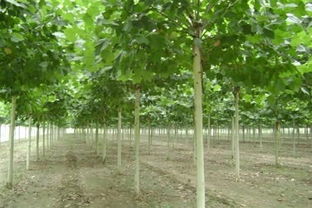 造型法桐加工，造型法桐怎么弄成的