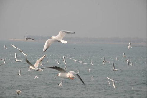 问一声那海鸥是什么歌 电视剧，歌曲《回不去的从前》