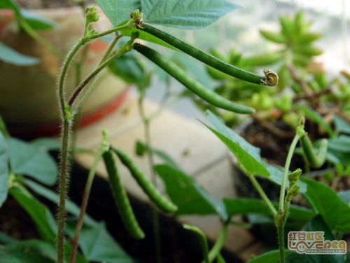 种绿豆芽的方法和过程，种绿豆的作文