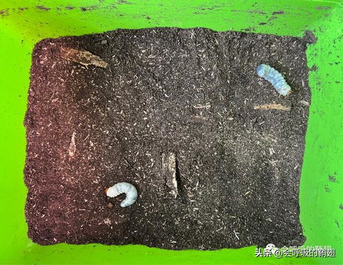 锹怎么读音读出来，大铁锹怎么读