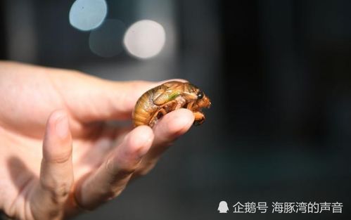 知了龟怎么保存