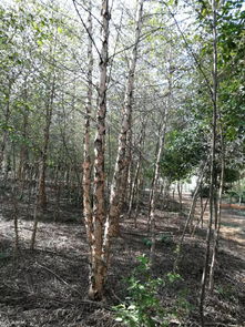 丛生朴树，丛生乌桕树价格