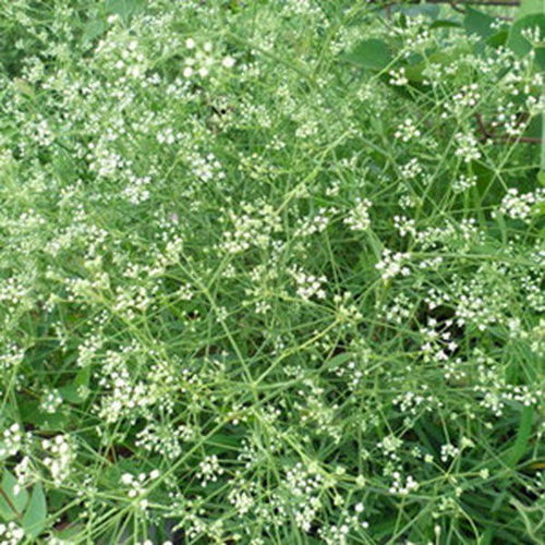 毛草亭子图片，毛草屋的房子图片