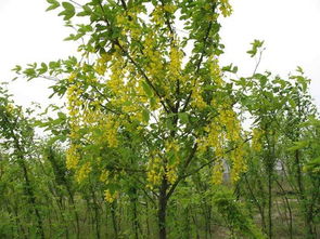 苏格兰金链树怎样管理好?