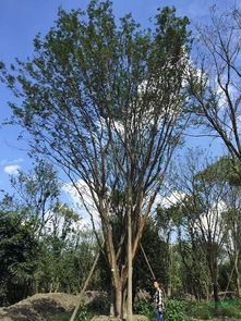 苗木术语中“丛生”的意思与“多杆”是一样吗,有啥区别?