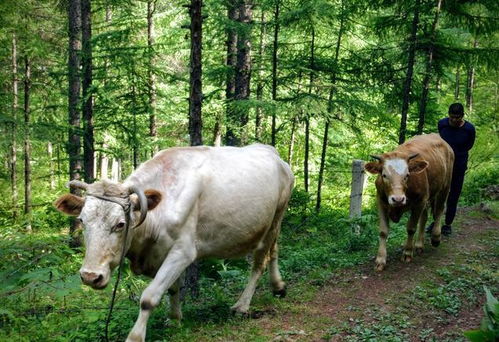 快牛智能现在状况如何，快牛智能合法吗