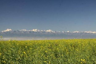 天苍苍野茫茫什么意思苍苍什么意思，天苍苍野茫茫什么意思视频