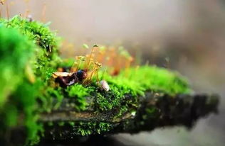 陟怎么读 陟的意思