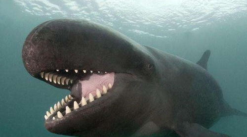 鲸豚兽长什么样，鲸豚兽 天津