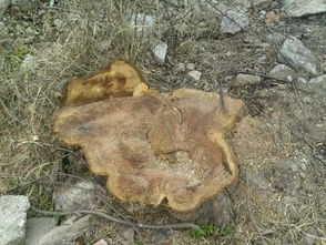 弥留之际的意思是什么解释，弥留之际解释词语