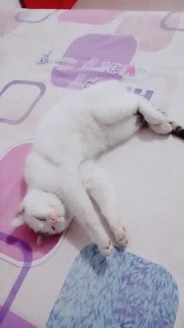小懒猫关小关扮演者，小懒猫亲子乐园