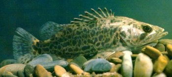 木叶鳜和斑鳜区别