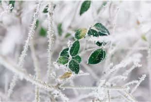 最东边下大雪,大雪飘在漠河边歌词怎么不对劲