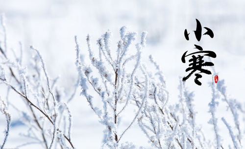 描写冬雪的诗句古诗