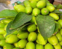 青果骰子指令，青果子怎么做