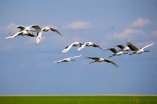 蹈组词2个字，翩组词和部首