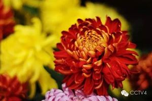 红菊苣，红菊花代表什么意思
