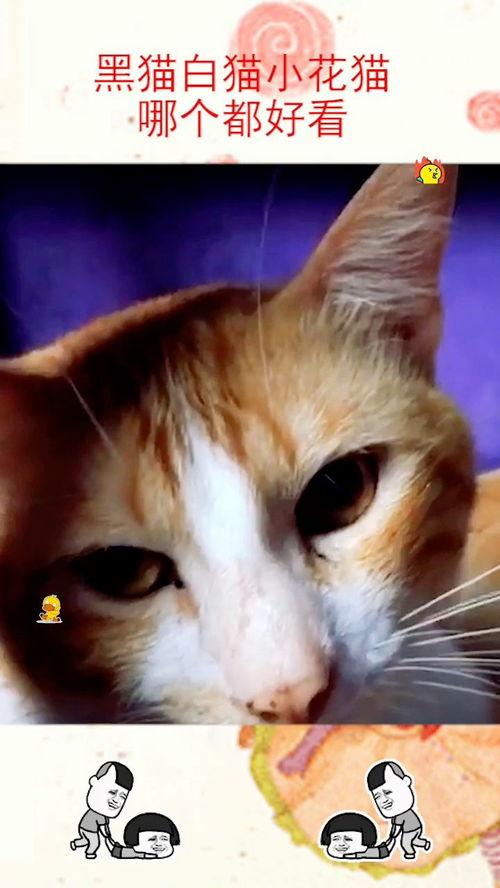 白猫黑猫电影，白猫黑猫指的是什么