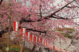 樱花红陌上,柳叶绿池边的全诗是什么?