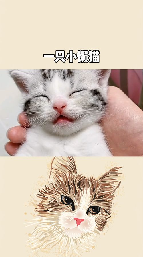 前任微信上叫小懒猫啥意思啊