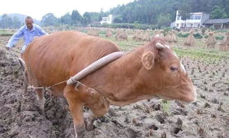 快牛智能合法吗