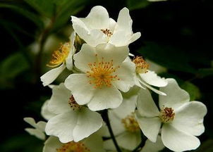 酴釄的读音，酴醾香